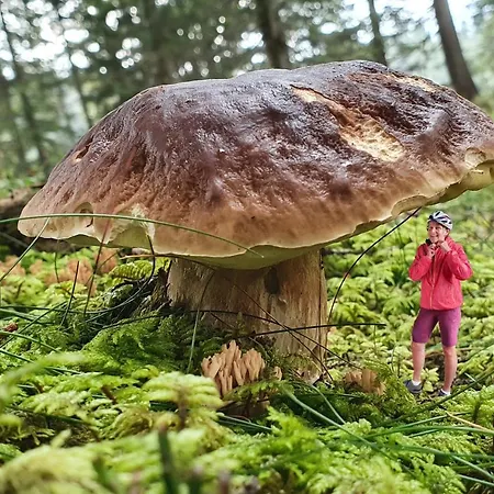 Schmiedhof Seefeld in Tirol