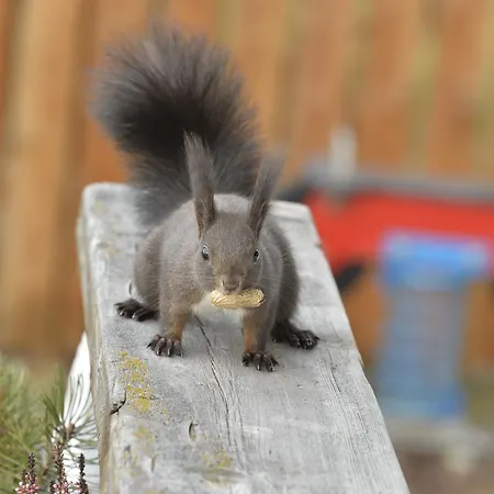 Schmiedhof Apartmán *